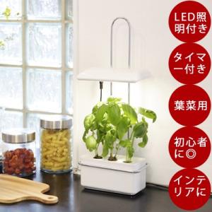 水耕栽培 Akarina15 /灯菜/アカリーナ LED 水耕栽培キット LEDライト 液体 肥料 観葉植物 スポンジ 野菜｜sessuimura