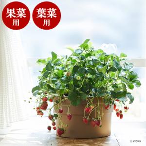 水耕栽培 ホームハイポニカ ぷくぷく 水耕栽培キット 野菜 果菜 液体 液肥 たね付き 手軽 コンパ...