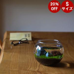 水栽培 育てる水草 Ｓサイズ  水草 水草水槽 レイアウト