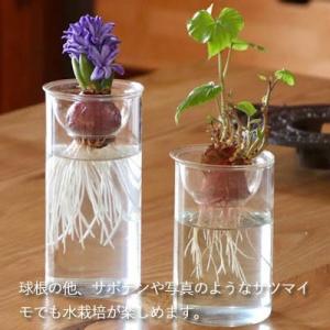 水栽培 BULB VASE バルブベース ショ...の詳細画像3