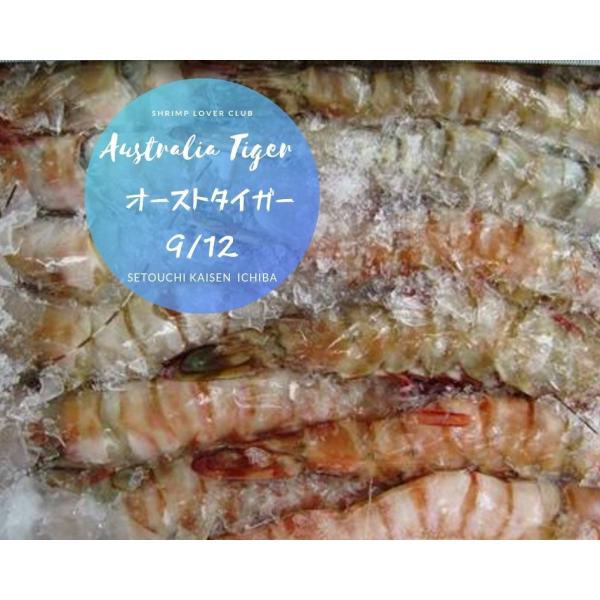★即決特価エビ!!  激安オースト有頭海老  ９/１２  ブロック特大
