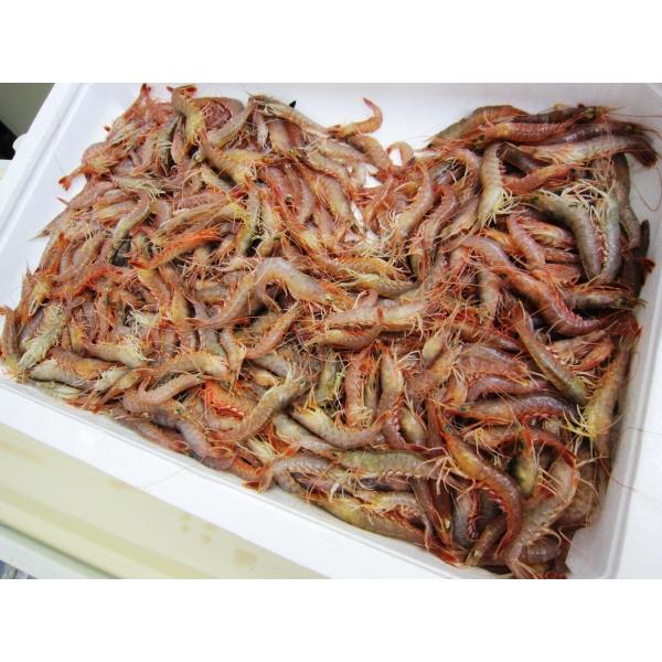 ◆“村ちゃんおすすめ”　鮮度抜群!!　現品のみ！　朝とれ地エビ(中)ＣＡＳ凍結品  5個セット