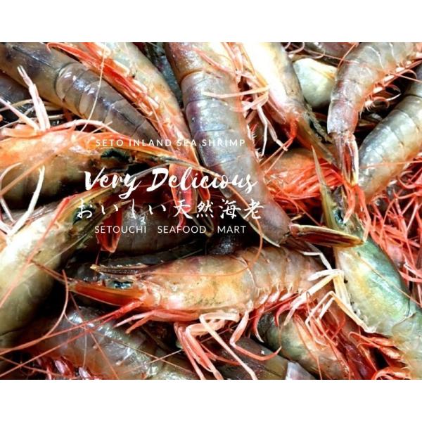 ◆“村ちゃんおすすめ”　鮮度抜群!!　現品のみ！　朝とれ地エビ(大)ＣＡＳ凍結品  5個セット