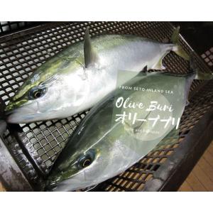 ◆◆◆いけすより直送！◆◆◆　鮮度超抜群！コスパ最高！数量限定品！活〆当日に出荷！オリーブぶりお刺身用をお届けします!! 1/2尾