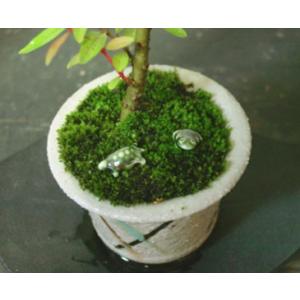 ミニ かえる カエル 蛙 ミニュチュアの詳細画像3