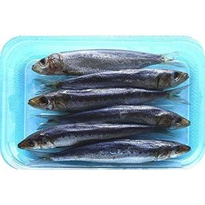 冷凍イワシ 釣り餌 の商品一覧 釣り アウトドア 釣り 旅行用品 通販 Yahoo ショッピング