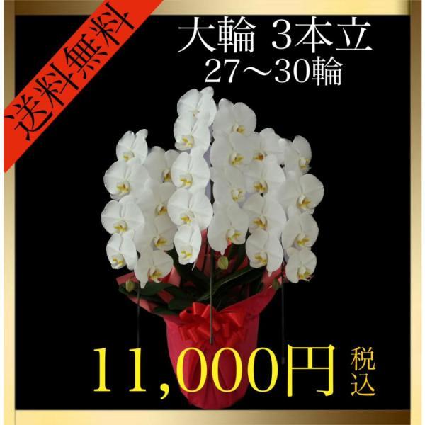 胡蝶蘭 大輪 3本立ち 27輪〜30輪（蕾込み） 白 花 お祝い ギフト 開店 誕生日