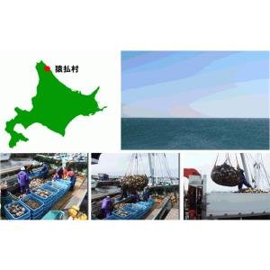 北海道オホーツク猿払産!食べ応え抜群4Sサイズ...の詳細画像4