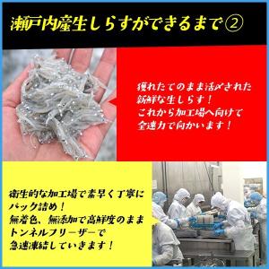 生しらす(シラス)200g 無添加 瀬戸内産 ...の詳細画像4