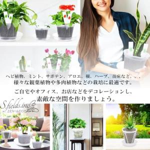 S.fields.inc正規直営店 スリット鉢...の詳細画像4