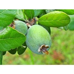 フェイジョア（スイベルRユニーク） 4寸ポット苗 ：果樹苗 : 日本花卉