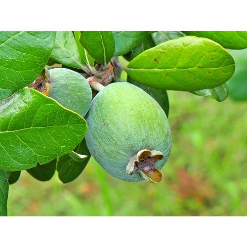 フェイジョア　アポロ　3.5号ポット　挿木２年生　苗木