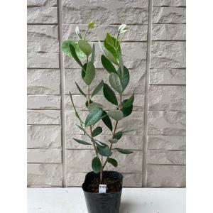 希少 フェイジョア ゴールデングース 挿し木苗 高さ90cm程 匿名配送