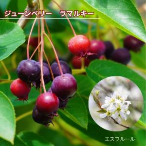 ジューンベリー（アメリカザイフリボク）：果樹苗 ジュンベリー : 日本