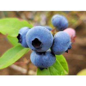 ブルーベリー チャンドラー 3.5号ポット 挿...の詳細画像2
