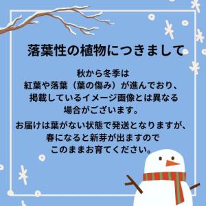 ブルーベリー チャンドラー 3.5号ポット 挿...の詳細画像5