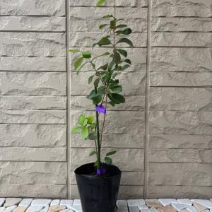 フェイジョア リサ(R)アントワネット 4号ポ...の詳細画像1