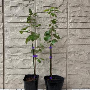 フェイジョア リサ(R)アントワネット 4号ポ...の詳細画像2