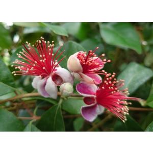 フェイジョア リサ(R)アントワネット 4号ポ...の詳細画像5