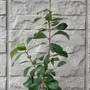 フェイジョア リサ(R)アントワネット 4号ポ...の詳細画像3