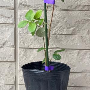 フェイジョア リサ(R)アントワネット 4号ポ...の詳細画像4