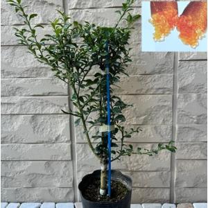 結実あり　フィンガーライム接木苗　3種セット 楽天市場】フィンガーライム 苗木 ジュディーズエバーベアリング