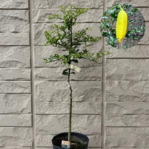 果樹苗 柑橘類 苗木 フィンガーライム 選べる8品種 4.5号 (直径13.5cm