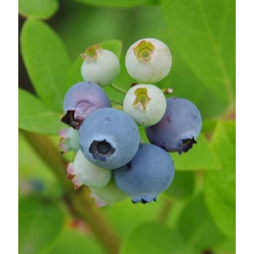 ブルーベリー　シャープブルー　3号ポット　挿木1年生苗　苗木