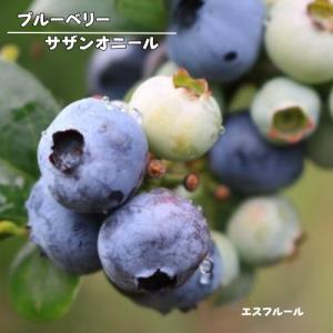ブルーベリー サザンオニール 3号ポット 挿木1...の商品画像
