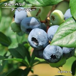 ブルーベリー ミスティー 苗木 3.5号ポット 挿木2年生 : エスフルール