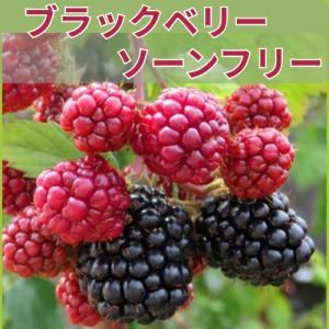 ブラックベリー 苗 【大実 ヒマラヤ （トゲなし）】 ポット苗 : 苗木の