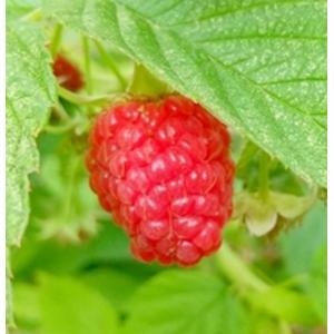 ラズベリー サンタナ 3号ポット 苗木 果樹苗 木苺 フランボワーズ