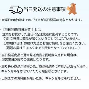 ラズベリー ポラナ 3号ポット 苗木 果樹苗 ...の詳細画像5
