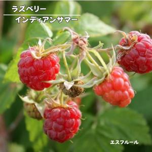 ラズベリー インディアンサマー ３号ポット苗 苗木 果樹苗 木苺 フランボワーズ 木いちご 家庭菜園 鉢植え 庭植え