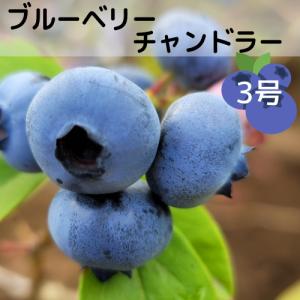 ブルーベリー 苗 【レガシー（ノーザンハイブッシュ系）】 2年生