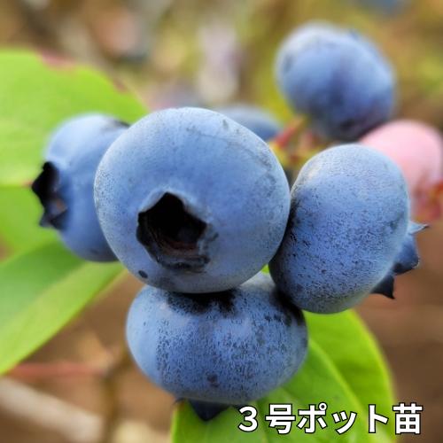 ブルーベリー チャンドラー 3号ポット 挿木1年生 苗木　