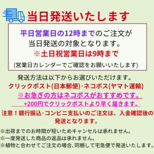 キウイ花粉0.5gの詳細画像1