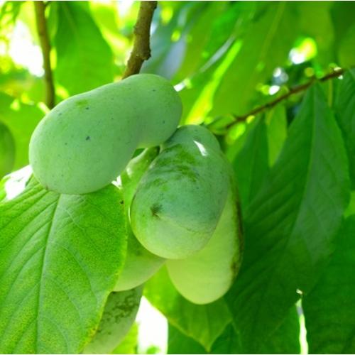 ポポー　テイラー（タイラー）　4号ポット苗　接木苗　苗木 家庭菜園 果樹苗 ポーポー 森のカスタード