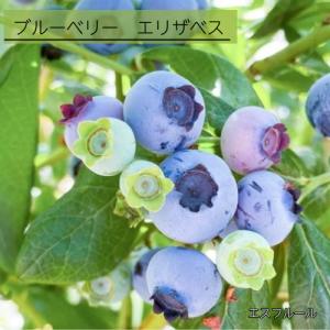 ブルーベリー エリザベス 3号ポット 挿木1年生苗 苗木　