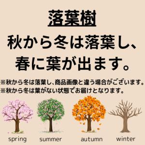ブルーベリー エリザベス 3号ポット 挿木1年...の詳細画像4