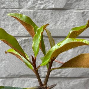 タイサンボク ケイパレス 苗木 3.5号ポット...の詳細画像3