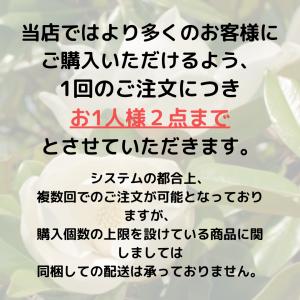 タイサンボク ケイパレス 苗木 3.5号ポット...の詳細画像4