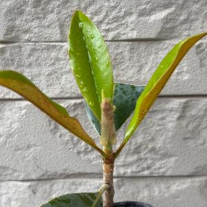 タイサンボク ケイパレス 苗木 3.5号ポット...の詳細画像4
