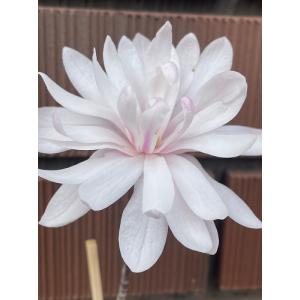 シデコブシ 桃花八重咲きシデコブシ 3.5号ポ...の詳細画像4