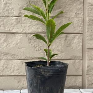 シデコブシ 桃花八重咲きシデコブシ 3.5号ポ...の詳細画像3