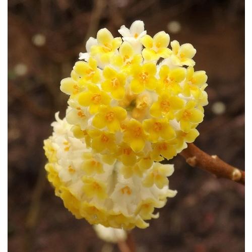 ミツマタ　中国黄花大輪ミツマタ　3.5号ポット　挿し木苗  苗木 三椏 三枝 三又 春の花 落葉樹 ...