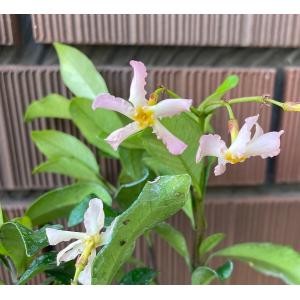 テイカカズラ 種 花 ガーデニング の商品一覧 通販 Yahoo ショッピング