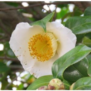 大株！7寸ポット植え】 カメリア エリナ カスケード PVP