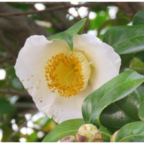 ツバキ　白玉　４号ポット　苗木　挿し木苗　 庭園樹