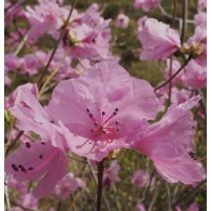 タイサンボク リトルジェム 3.5号ポット 挿し木苗 苗木 : エスフルール